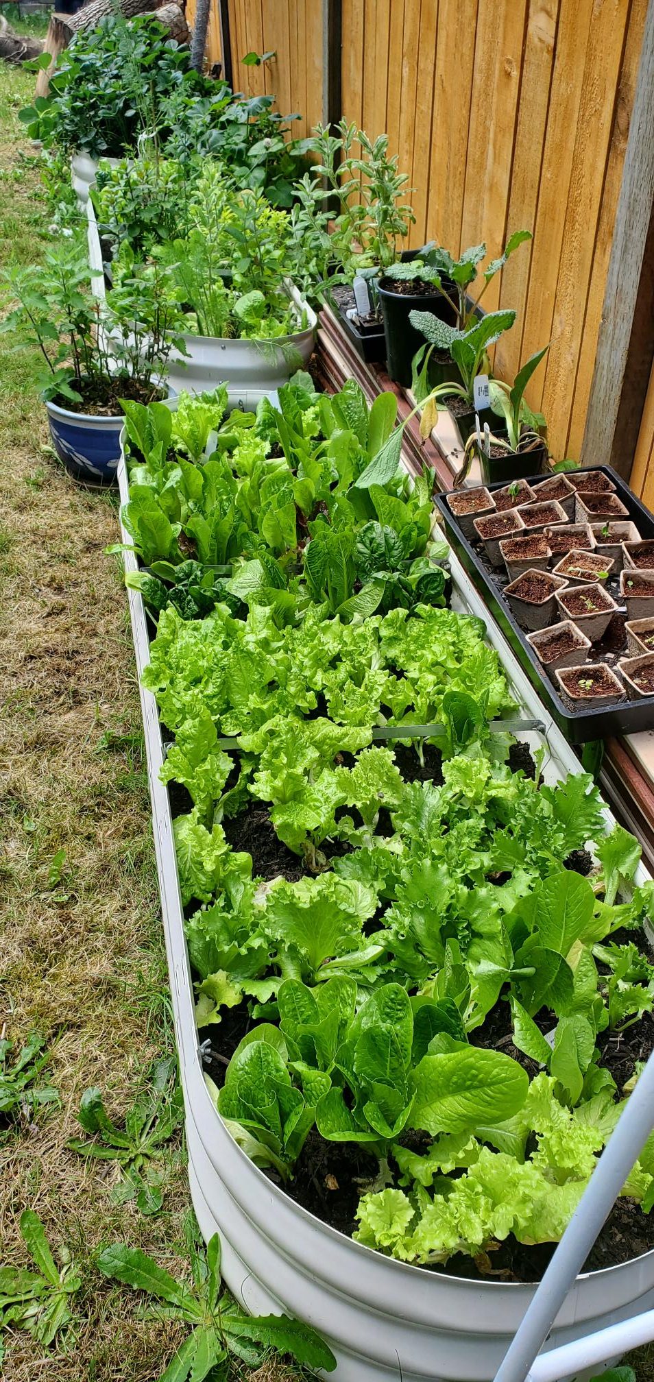 Lettuce plants in our backyard homestead garden.