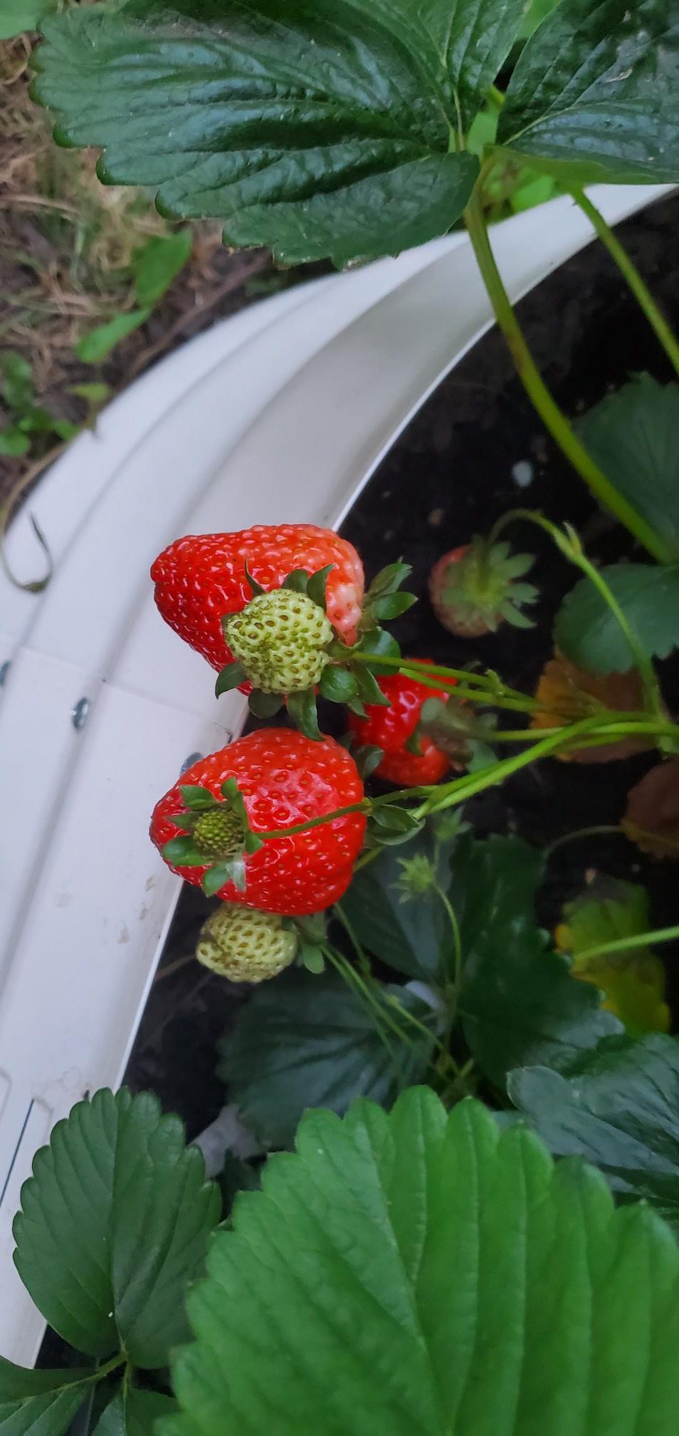Strawberries growing in our backyard homestead.