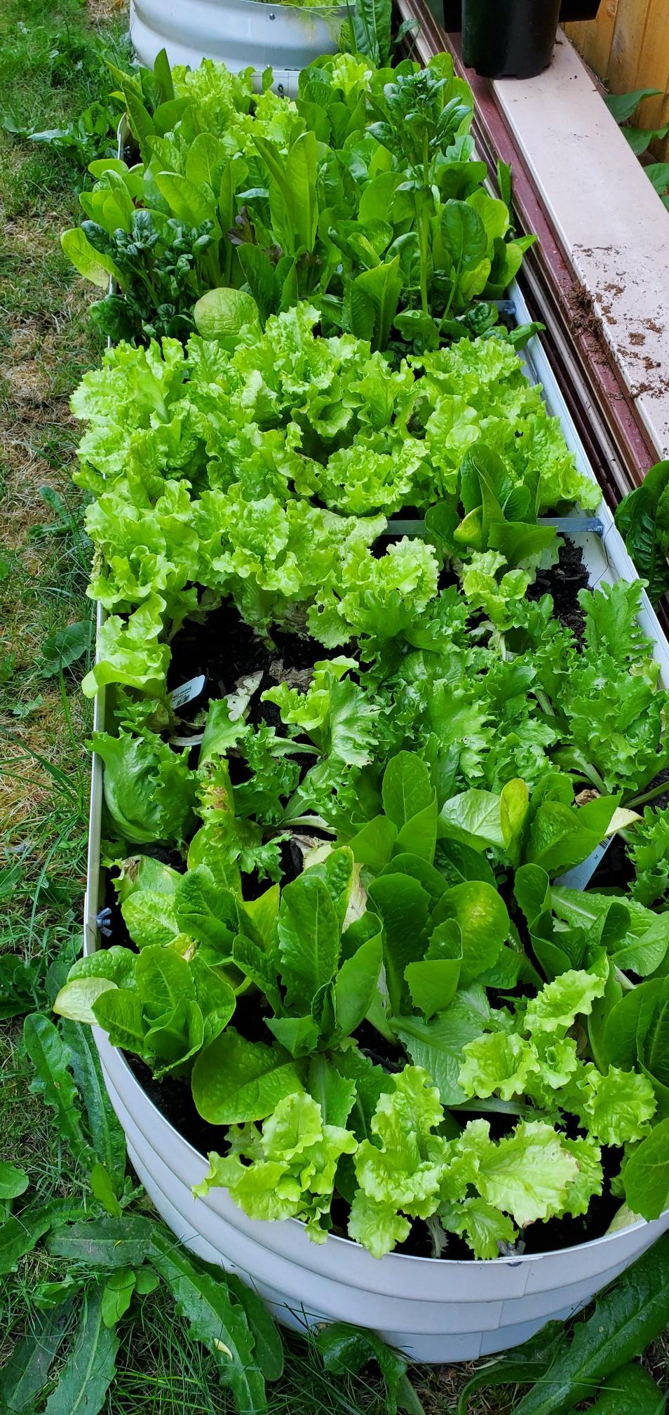 Lettuce grown in our backyard homestead.