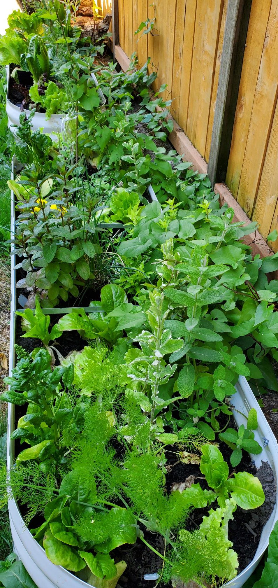 Mint, lettuce, and dill in our backyard homestead.