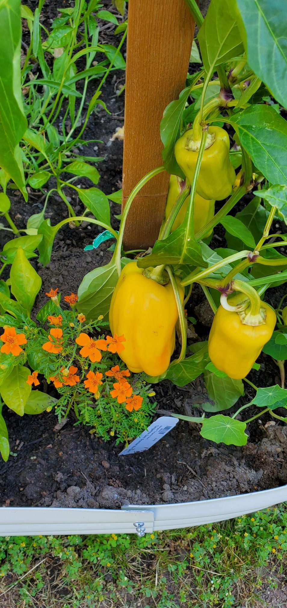 Marigold and orange pepper plants in our backyard homestead.