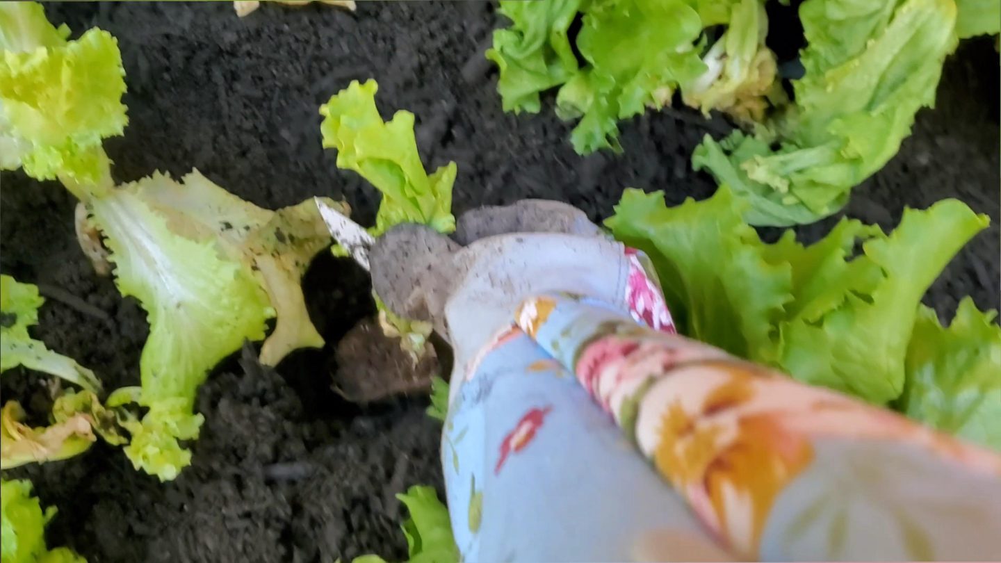 Planting the lettuce into the soil.