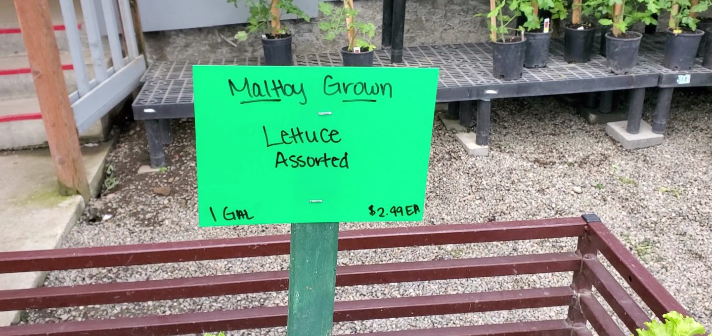 Price of lettuce plants for a homestead backyard.