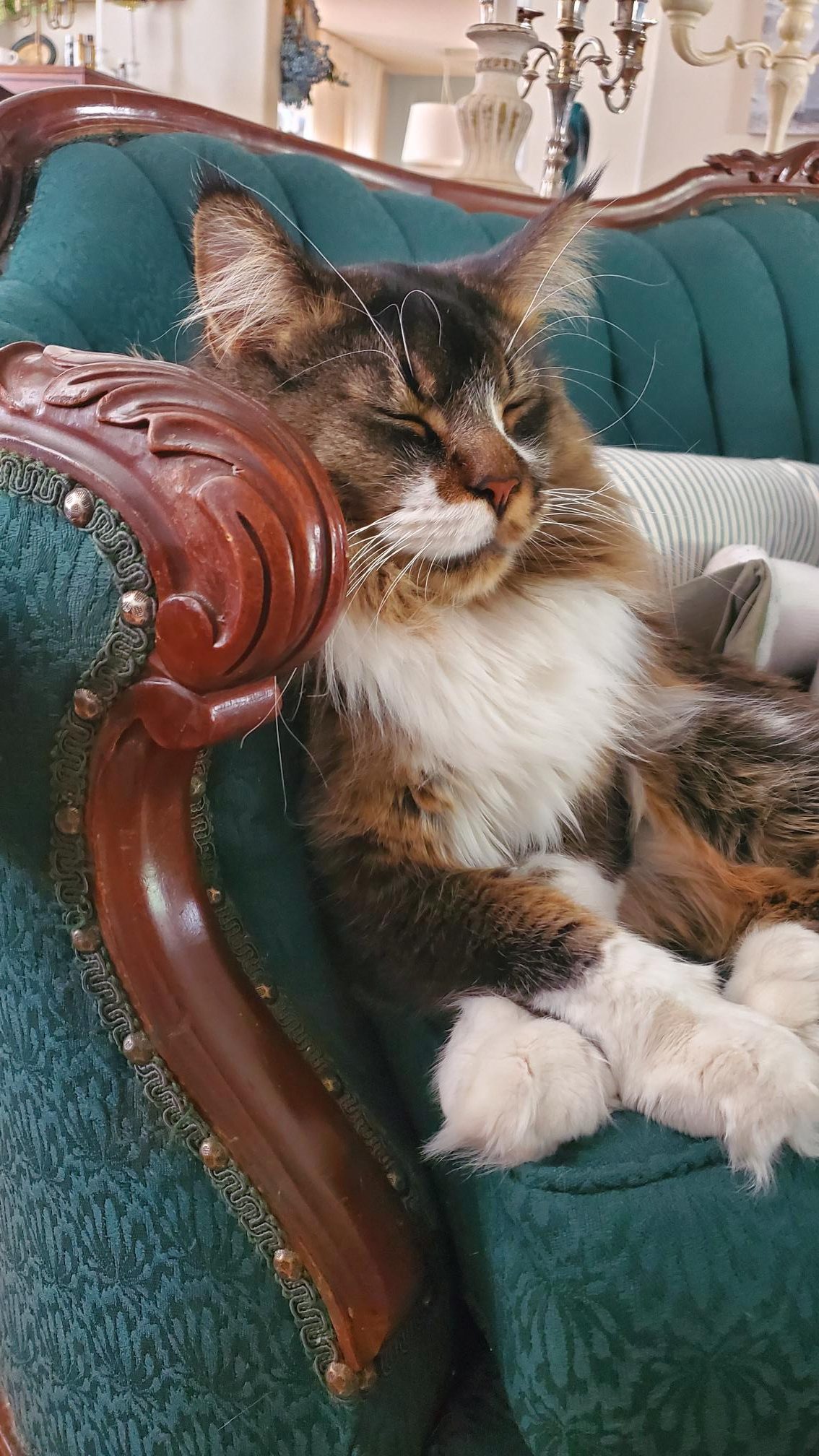 Winston, our Maine Coon cat, taking a nap on a Victorian sofa.